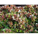 Abelia grandiflora x 'Little Lady'