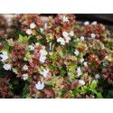 Abelia grandiflora x 'Little Lady'