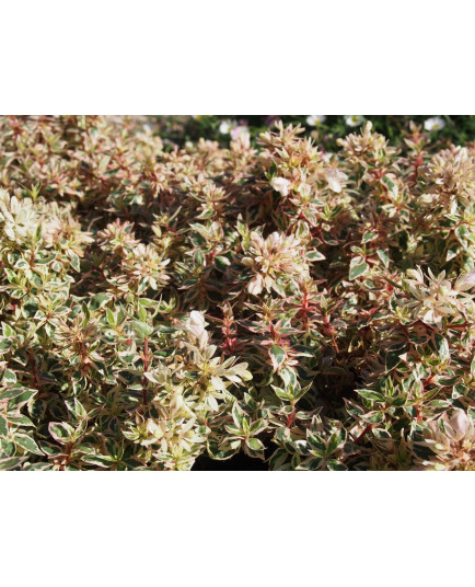 Abelia grandiflora x 'Pink lady' ®