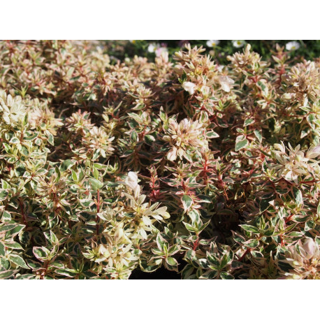 Abelia grandiflora x 'Pink lady' ®