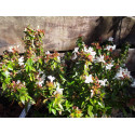 Abelia grandiflora x 'Prostrata' - abelia