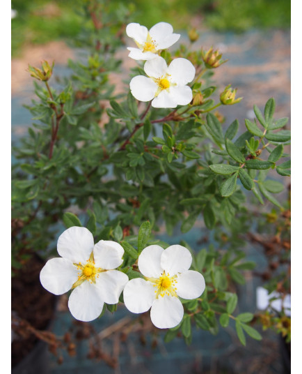 Potentilla fruticosa 'White lady'