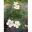 Potentilla fruticosa 'White lady'