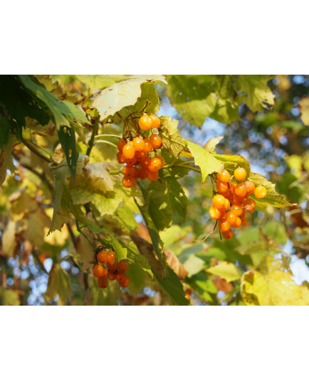 Viburnum opulus ' Xanthocarpum' - viorne obier à fruits jaunes