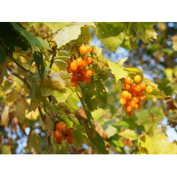 Viburnum opulus ' Xanthocarpum' - viorne obier à fruits jaunes