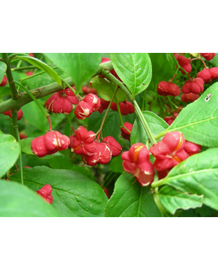 Euonymus europaeus 'Atrorubens'