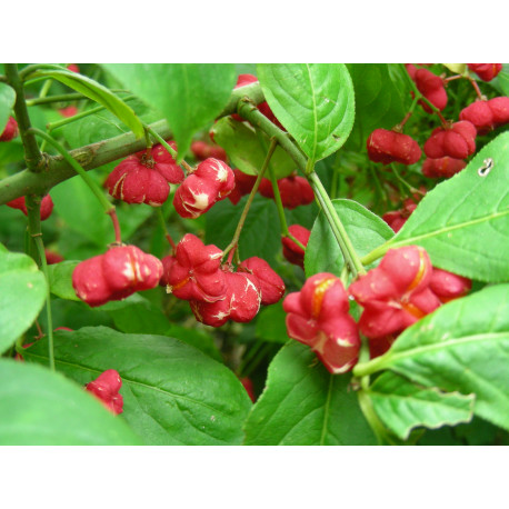 Euonymus europaeus 'Atrorubens'