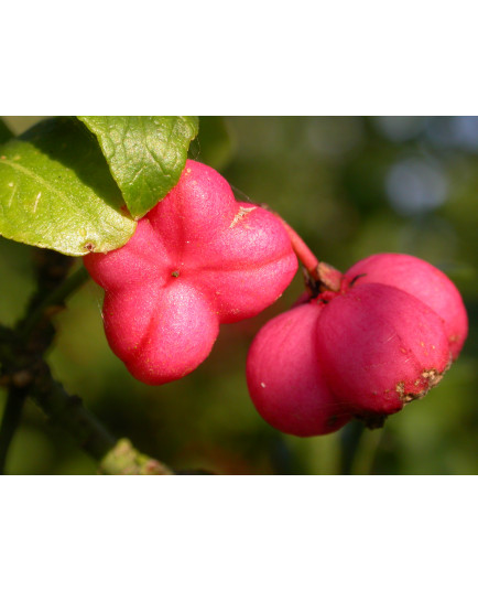 Euonymus oxyphyllus