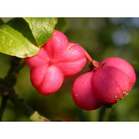 Euonymus oxyphyllus