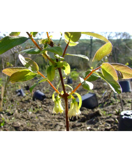 Lonicera caerulea 'Redwood'