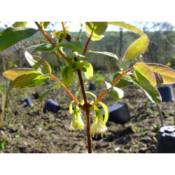 Lonicera caerulea 'Redwood'