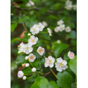 Crataegus laevigata - Aubépine