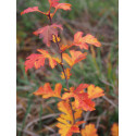 Crataegus laevigata - Aubépine