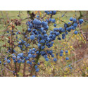 Prunus spinosa -Prunellier, épine noire