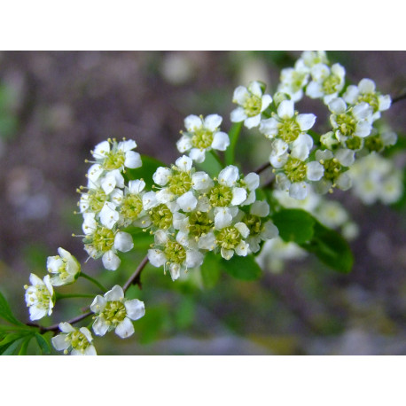 Spiraea hypericifolia - Spirée à feuille de millepertuis