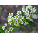 Spiraea hypericifolia - Spirée à feuille de millepertuis