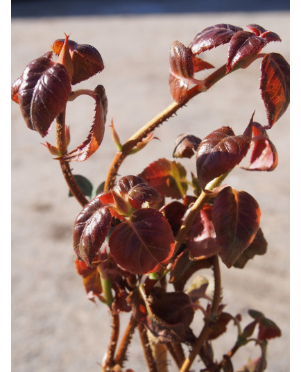 Hydrangea anomala glabra ' Crug Coral'