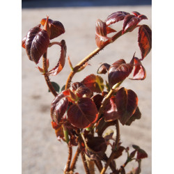 Hydrangea anomala glabra ' Crug Coral'