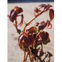 Hydrangea anomala glabra ' Crug Coral'