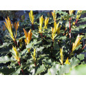 Photinia serratifolia 'Crunchy' ®