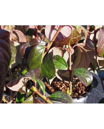 Viburnum x 'Shiny Dancer'