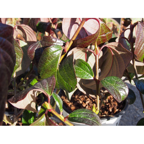 Viburnum x 'Shiny Dancer'