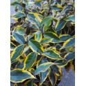 Elaeagnus ebbingei x 'Gilt Edge' - chalef