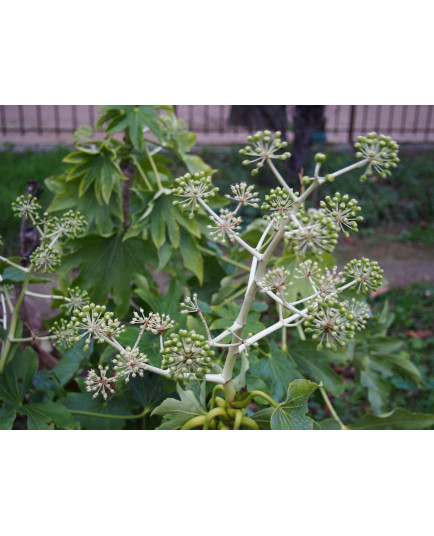 Fatsia japonica - Araliaceae - aralie du Japon, faux aralia,