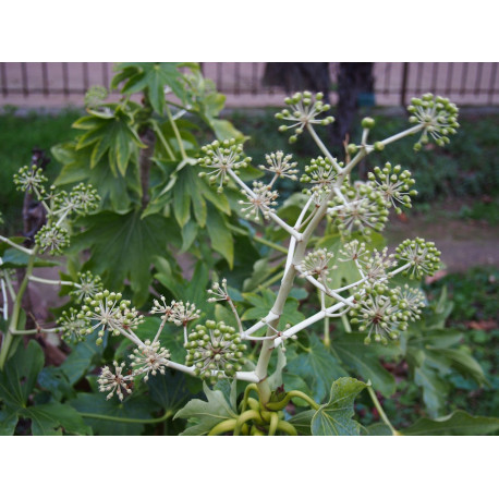Fatsia japonica - Araliaceae - aralie du Japon, faux aralia,