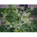 Fatsia japonica - Araliaceae - aralie du Japon, faux aralia,