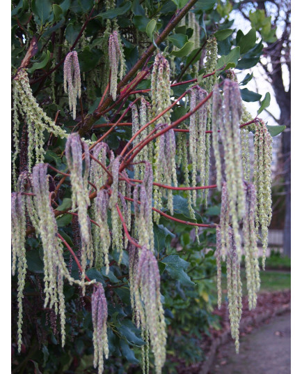 Garrya elliptica