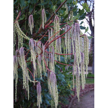 Garrya elliptica