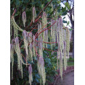 Garrya elliptica