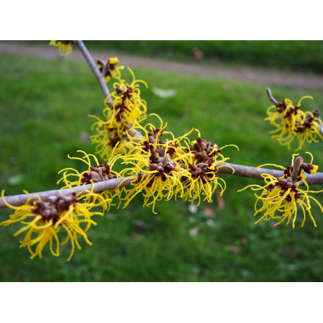 Hamamelis intermedia x 'Arnold Promise' - Noisetier Des Sorcières