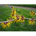 Hamamelis intermedia x 'Arnold Promise' - Noisetier Des Sorcières