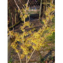 Hamamelis intermedia x 'Arnold Promise' - Noisetier Des Sorcières