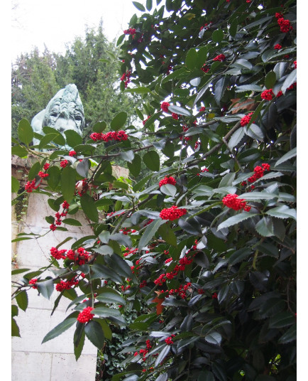 Ilex koehneana x 'Chestnut Leaf' - houx à feuille de châtaignier