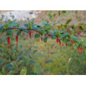 Ribes speciosum - Groseillier fuchsia