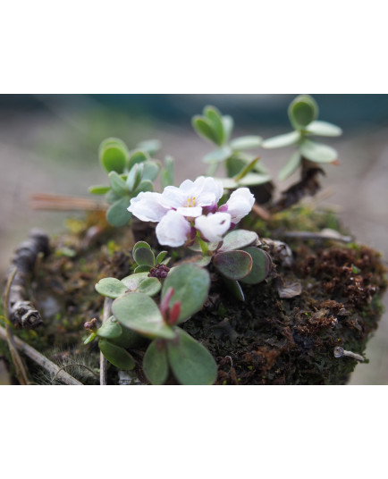 Eunomia oppositifolia -