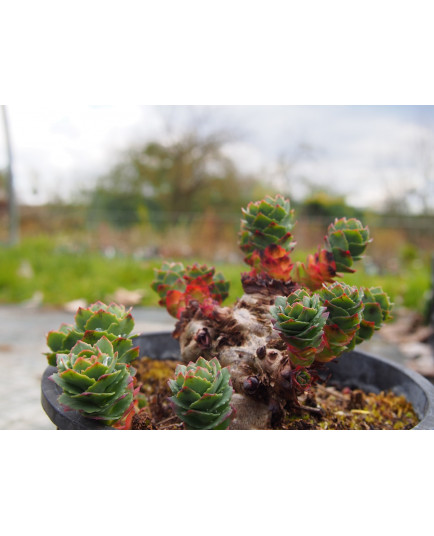 Rhodiola arctica