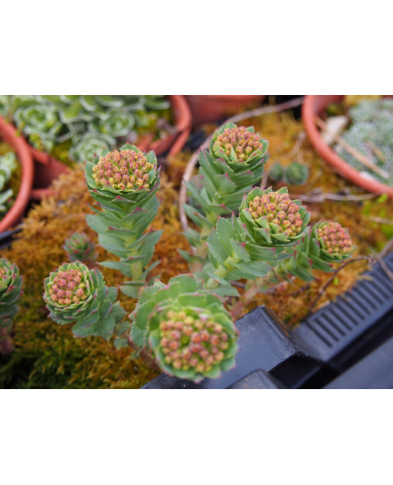 Rhodiola ishidae