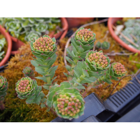 Rhodiola ishidae