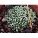 Saxifraga callosa subsp catalaunica