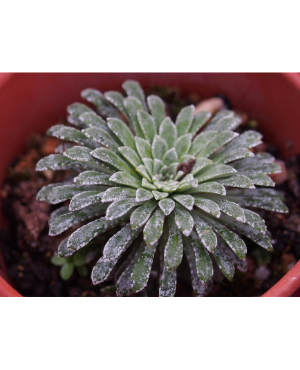 Saxifraga longifolia 'Stephan Kova'