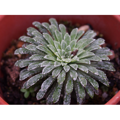 Saxifraga longifolia 'Stephan Kova'