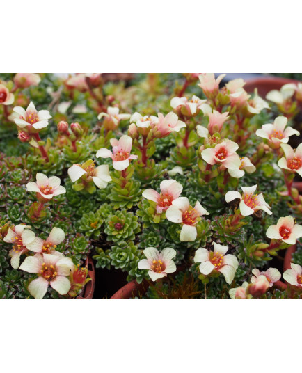 Saxifraga 'Camyra' - Saxifrage