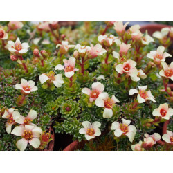 Saxifraga 'Camyra' - Saxifrage