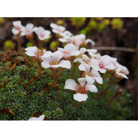 Saxifraga irvingii x 'Mother of Pearl' - Saxifrage