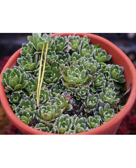 Saxifraga paniculata 'Minor' - Saxifrage