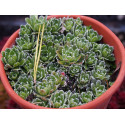 Saxifraga paniculata 'Minor' - Saxifrage
